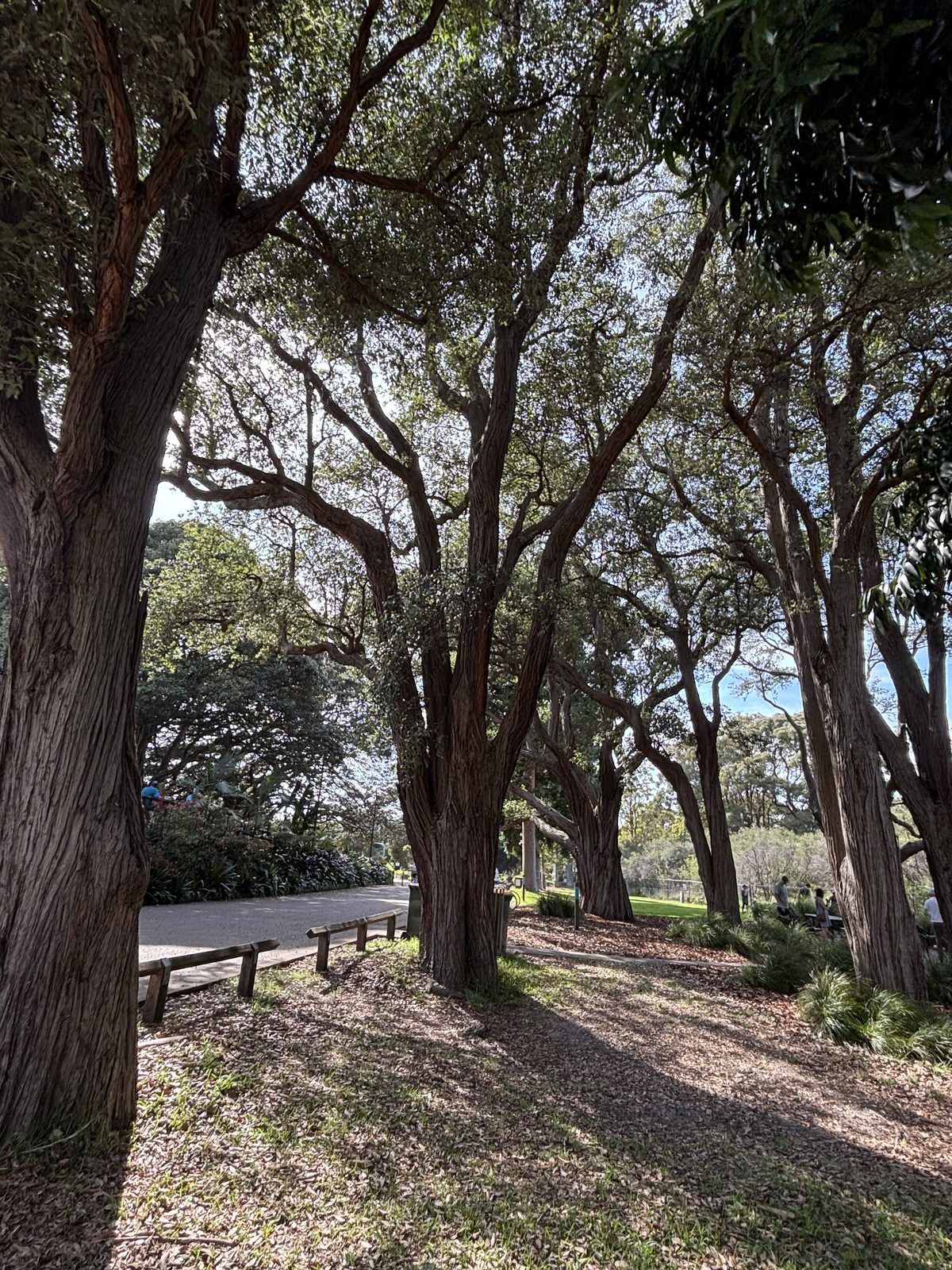 Avenue of mature paperbark trees in a Sydney park