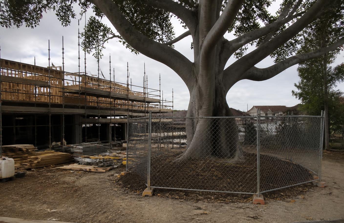 A mature fig tree protected by tree protection fencing on a Sydney construction site